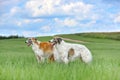 Two beautiful russian borzoi dogs Royalty Free Stock Photo