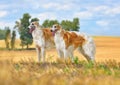 Two beautiful russian borzoi dogs Royalty Free Stock Photo