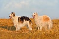 Two beautiful russian borzoi dogs Royalty Free Stock Photo