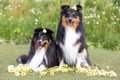 Two beautiful sable white shetland sheepdog, small collie lassie dog outside midsummer portrait