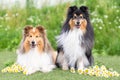 Two beautiful sable white shetland sheepdog, small collie lassie dog outside midsummer portrait