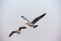 Two beautiful seagulls flying on blue sky background Royalty Free Stock Photo