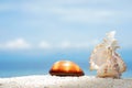 Two beautiful seashells on the white sand of tropical sea beach at sunny day with turquoise water background Royalty Free Stock Photo