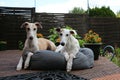 Two beautiful sighthounds together in the bed on the terrace Royalty Free Stock Photo