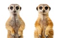 Two beautiful small meerkat stands on its hind legs and looks into the camera isolated on a white background. Cute male Royalty Free Stock Photo