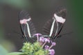 Two beautiful The Small Postman Butterfly Heliconius erato  on a beautiful pink flower in a summer garden. Tropical butterfly Royalty Free Stock Photo