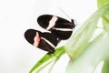 Two beautiful The Small Postman Butterfly Heliconius erato  on a leaf in a summer garden. Tropical butterfly mating! Royalty Free Stock Photo