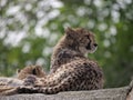 Beautiful Southeast African cheetahs lying on the rock isolated on a natural bokeh background