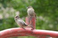 Two beautiful sparrows standing on metal surface on green background. Bird species photography