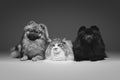 Beautiful spitz dogs on grey background Royalty Free Stock Photo