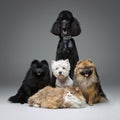 Beautiful spitz dogs on grey background Royalty Free Stock Photo