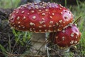 Two Beautiful Spotted Red Toadstools Royalty Free Stock Photo