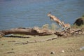 Two beautiful springbok jumping over a fallen tree in Kruger Park South Africa