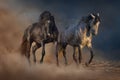 Two beautiful stallion dressage piaffe Royalty Free Stock Photo