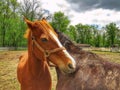 Two Horses Hugging Each Other Royalty Free Stock Photo