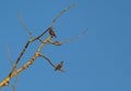 Two beautiful starlings sitting on the branch of dry tree in the clear blue autumn sky background