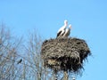 Stork birds in nest and trees, Lithuania Royalty Free Stock Photo