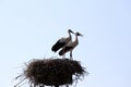 Two beautiful storks in nest on a background of blue sky Royalty Free Stock Photo