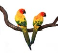 Two Beautiful Sun Conures on a Branch
