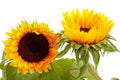 Two beautiful sunflowers Royalty Free Stock Photo