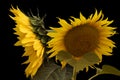 Two beautiful sunflowers with leaves isolated Royalty Free Stock Photo