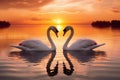 Two beautiful swans facing each other during a gorgeous sunset