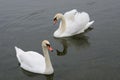 two beautiful swans