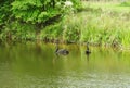 Two black swans in lake, Lithuania Royalty Free Stock Photo