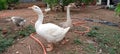 Two Beautiful swans in the garden Royalty Free Stock Photo