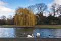 Two beautiful swans on the lake in Regent`s park on a sunny day in spring Royalty Free Stock Photo