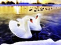 Two beautiful swans in a lake at sunset