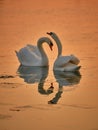 Two beautiful swans on the lake during sunset in winter Royalty Free Stock Photo