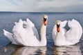 Two beautiful swans on the pond look into the frame