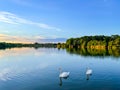 two beautiful swans in a quiet peaceful lake Royalty Free Stock Photo