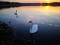 Two beautiful swans on smooth surface of the lake at sunset Royalty Free Stock Photo