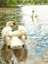 Two beautiful swans Royalty Free Stock Photo