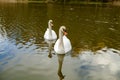 Two beautiful swans swim in the lake. Birds Royalty Free Stock Photo