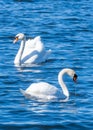 Beautiful swans swimming in a lake Royalty Free Stock Photo