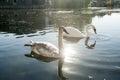 Two beautiful swans swimming Royalty Free Stock Photo