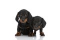 Two beautiful teckel dachshund puppies standing on white background Royalty Free Stock Photo