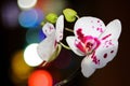 Spotty orchid flowers against boken background Royalty Free Stock Photo