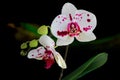 Spotty orchid flowers against dark background Royalty Free Stock Photo