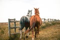 Two beautiful thoroghbred horses cantering in a pasture; freedom and together concepts