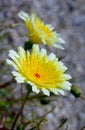 Yellow desert dandelion flower, Anza Borrego desert state park