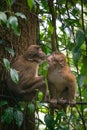 Beautiful tiny two cute monkeys in the Forest Royalty Free Stock Photo