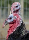 Two tom turkeys in Brilliant colors