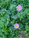 Two beautiful violet flowers. Field plants and flowers. Purple daisy Royalty Free Stock Photo