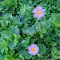 Two beautiful violet flowers. Field plants and flowers. Purple daisy Royalty Free Stock Photo