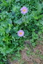 Two beautiful violet flowers. Field plants and flowers. Purple daisy Royalty Free Stock Photo