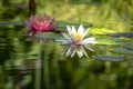 Two beautiful water lilies n a pond. The left is a pink nymphaea Perry`s Orange Sunset in a soft focus.